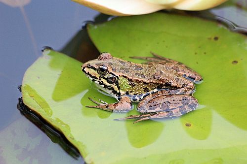 Amphibien