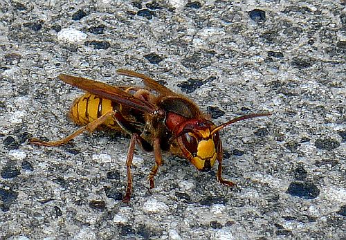 Insekten