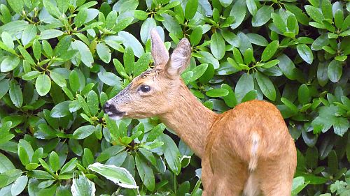 Tiere