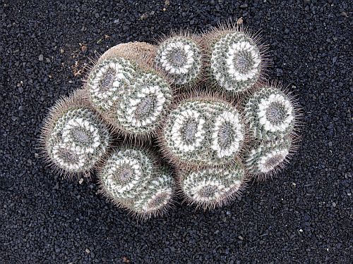 Lanzarote