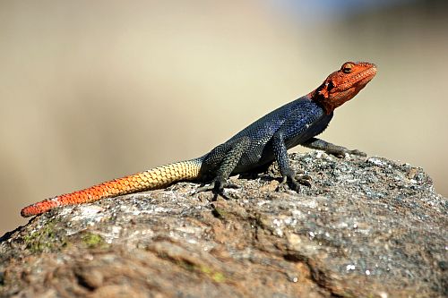 Reptilien
