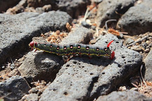 Schmetterlinge