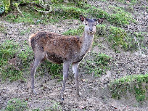 Wildtiere